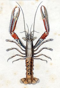 Histoire naturelle : La Langoustine d