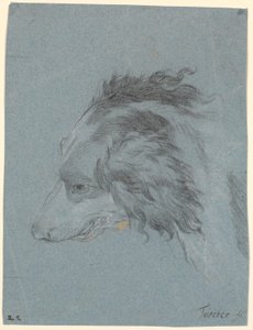 Une tête de chien - Marcus Tuscher