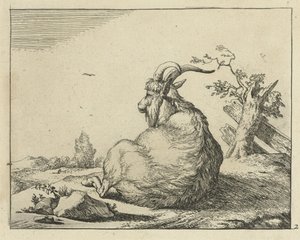 Bouquetin assis près d