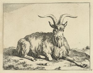 Chèvre couchée avec la patte avant étendue - Marcus de Bye