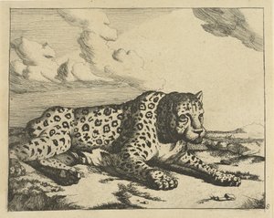 Léopard couché vers la droite, les pattes vers le spectateur - Marcus de Bye