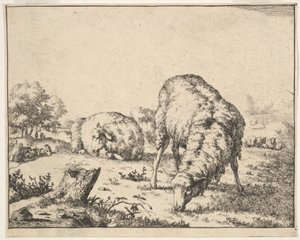 Mouton, d
