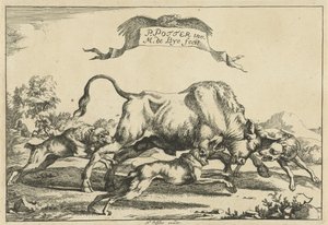 Taureau attaqué par trois chiens de chasse - Marcus de Bye