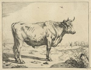Taureau, debout à droite, avec des oiseaux (Bovins)