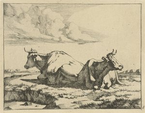 Deux vaches couchées