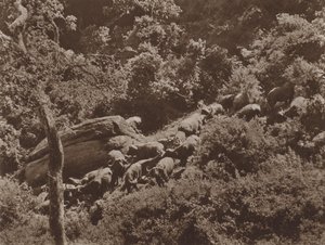 Buffle à couvert
