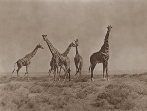 Sur les plaines du Kenya - Marcuswell Maxwell