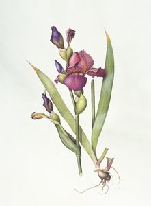 Iris - Margaret Ann Eden