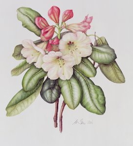 Rhododendron - Margaret Ann Eden