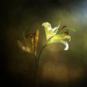 Le lys en fleur et fané