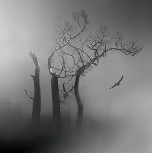 Lone Bird : Arbres brumeux