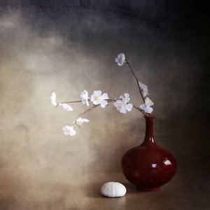 Fleurs de cerisier dans la sérénité
