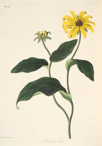 Suzanne aux yeux noirs, des Illustrations florales des saisons, pub. 1829 - Margaret Roscoe