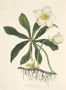 Hellébore noir ou Rose de Noël, des Illustrations florales des saisons, pub. 1829 - Margaret Roscoe