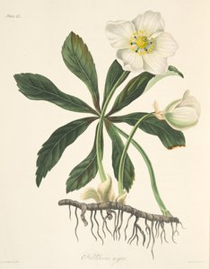 Hellébore noir ou Rose de Noël, des Illustrations florales des saisons, pub. 1829 - Margaret Roscoe