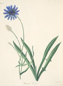 Catananche bleue, des Illustrations florales des saisons, pub. 1829