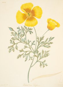 Eschscholtzia californienne, des Illustrations florales des saisons, pub. 1829 - Margaret Roscoe