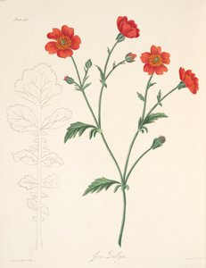 Benoîte du Chili, des Illustrations florales des saisons, pub. 1829