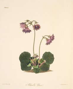 Soldanelle de Clusius, des Illustrations florales des saisons, pub. 1829 - Margaret Roscoe