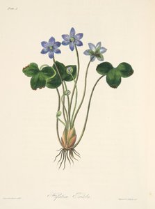 Hépatique bleue commune, des Illustrations florales des saisons, pub. 1829 - Margaret Roscoe