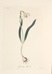 Perce-neige commun, des Illustrations florales des saisons, pub. 1829