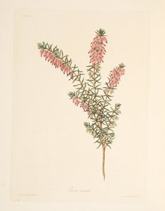 Bruyère à fleurs précoces de couleur chair, des Illustrations florales des saisons, pub. 1829 - Margaret Roscoe
