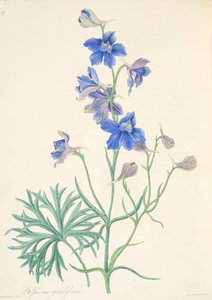 Delphinium à grandes fleurs, des Illustrations florales des saisons, pub. 1829
