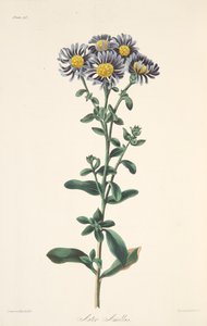 Aster italien, des Illustrations florales des saisons, pub. 1829 - Margaret Roscoe