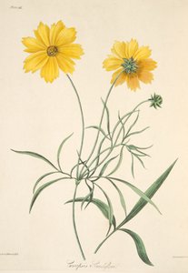 Coréopsis à grandes fleurs, des Illustrations florales des saisons, pub. 1829