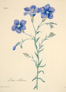 Lin de Narbonne, des Illustrations florales des saisons, pub. 1829
