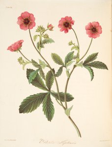 Potentille du Népal, des Illustrations florales des saisons, pub. 1829 - Margaret Roscoe