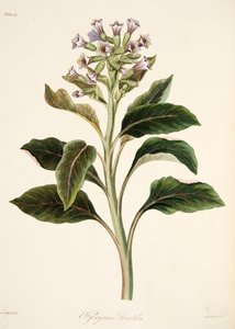 Hyoscyamus oriental, des Illustrations florales des saisons, pub. 1829 - Margaret Roscoe