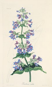 Penstémon à feuilles ovales, des Illustrations florales des saisons, pub. 1829 - Margaret Roscoe