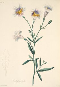 Salpiglossis peint, des Illustrations florales des saisons, pub. 1829 - Margaret Roscoe
