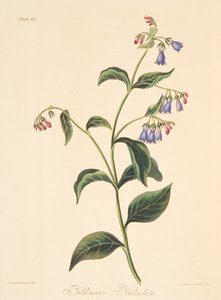 Pulmonaire paniculée, des Illustrations florales des saisons, pub. 1829