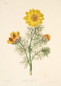 Adonis vivace, des Illustrations florales des saisons, pub. 1829 - Margaret Roscoe
