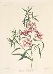 Clarkia élégante, des Illustrations florales des saisons, pub. 1829 - Margaret Roscoe