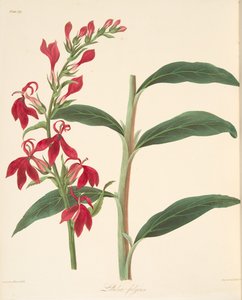 Lobélie resplendissante, des Illustrations florales des saisons, pub. 1829 - Margaret Roscoe
