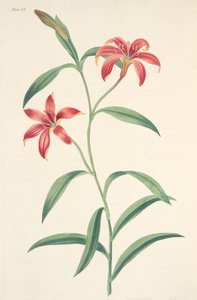 Lys chinois monochrome, des Illustrations florales des saisons, pub. 1829