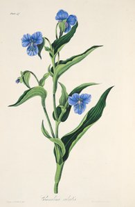 Commelina bleu ciel, des Illustrations florales des saisons, pub. 1829 - Margaret Roscoe