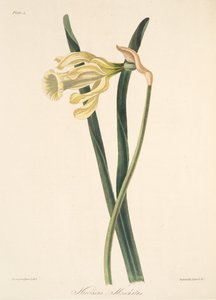Narcisse espagnol, des Illustrations florales des saisons, pub. 1829 - Margaret Roscoe