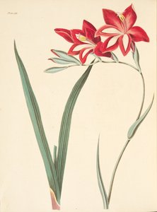 Superbe Glaïeul, des Illustrations florales des saisons, pub. 1829