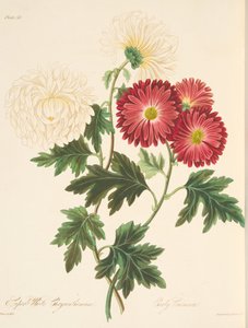 Chrysanthème blanc superbe et rouge précoce, des Illustrations florales des saisons, pub. 1829 - Margaret Roscoe