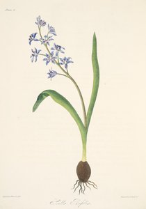 Scille à deux feuilles, des Illustrations florales des saisons, pub. 1829 - Margaret Roscoe