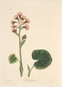 Héliotrope d