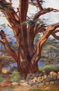 Un cèdre du Liban - Margaret Thomas