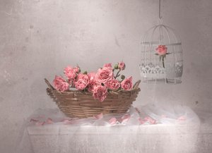 Roses roses et cage à oiseaux