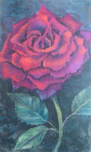 Beauté de la rose - Margo Starkey