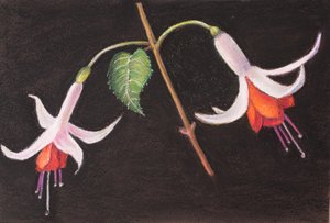 Fuchsias de mon jardin