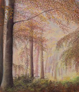 Bois brumeux